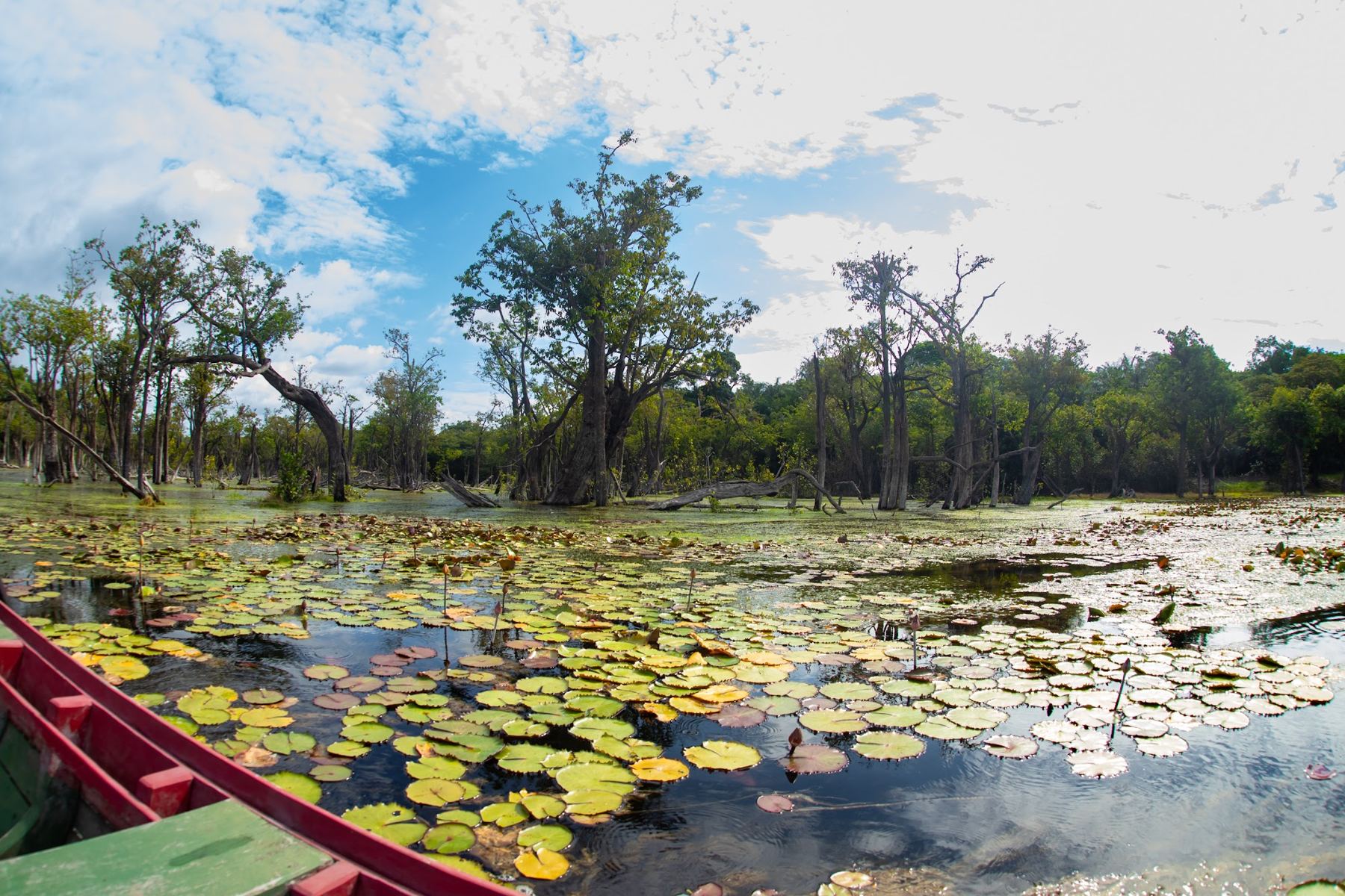 Lago coberto de vitórias-régias com árvores ao fundo