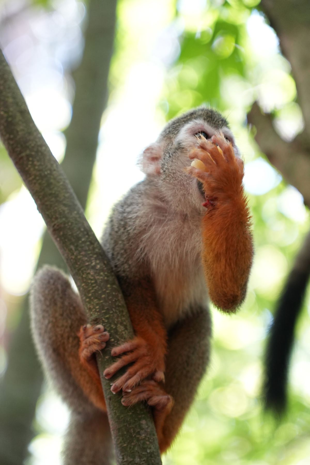 Macaco-de-cheiro agarrado a um galho de árvore
