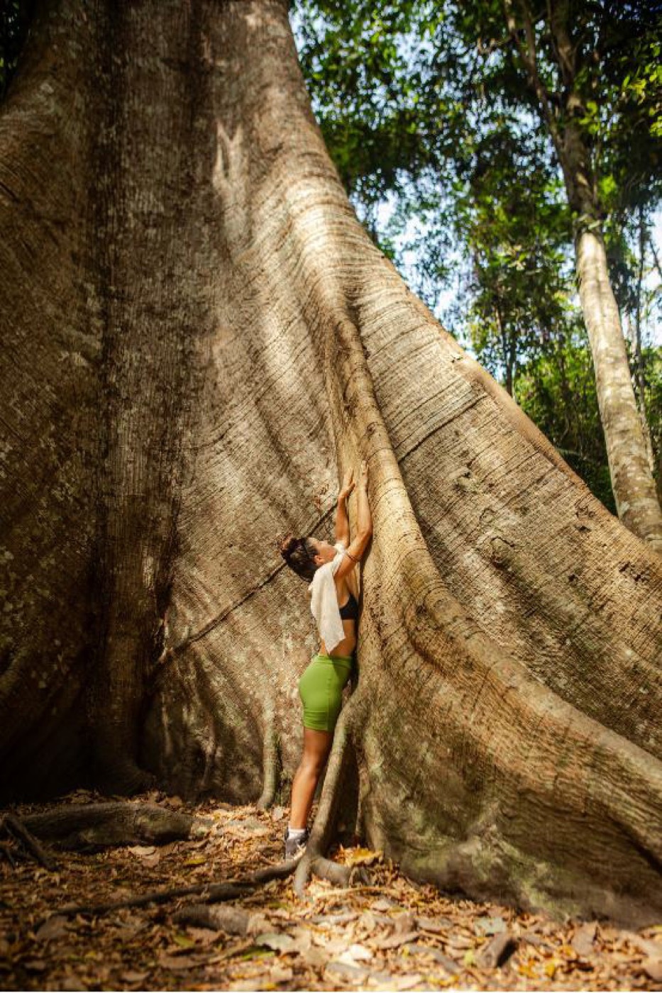 Samaúma gigante na Floresta Nacional do Tapajós